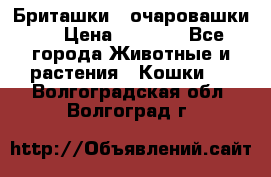 Бриташки - очаровашки.  › Цена ­ 3 000 - Все города Животные и растения » Кошки   . Волгоградская обл.,Волгоград г.